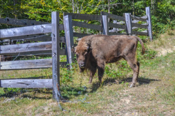 A newly arrived female bison in the acclimatisation enclosure.