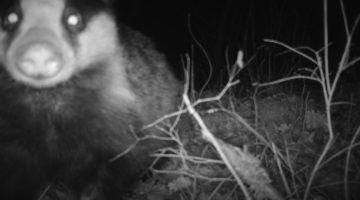 Badger making use of wildlife corridor in central apennines