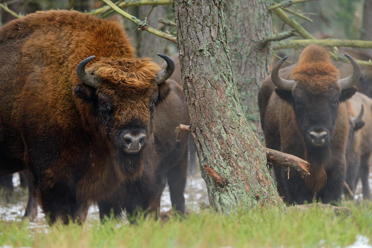 Big bull European bison, Bison bonasus, Drawsko Military area, Western Pomerania, Poland
