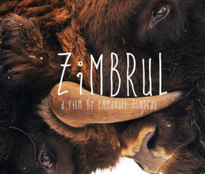 Zimbrul" is an intimate snapshot of people’s feelings about the return of this iconic species.