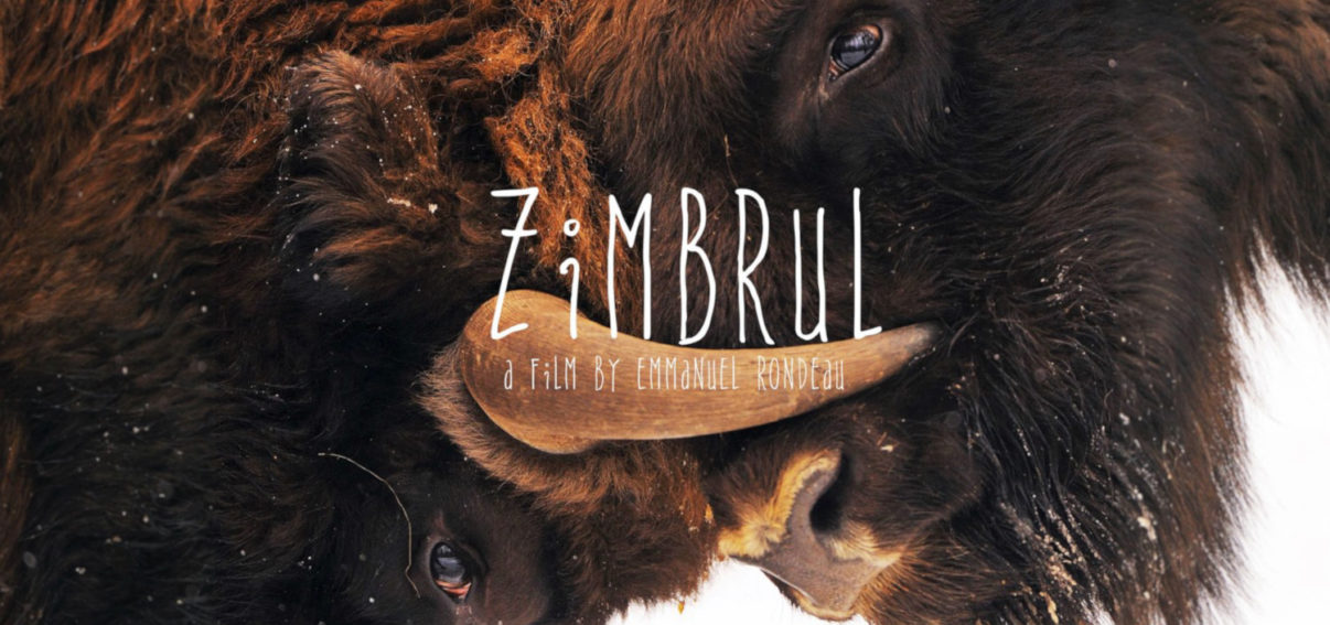 Zimbrul documentary bison southern Carpathians rewilding
