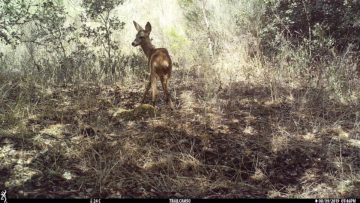 Roe deer on camera trap Western Iberia