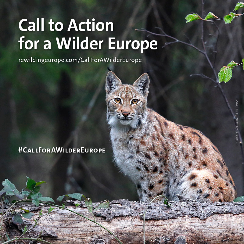 Join Our Call to Action for a Wilder Europe