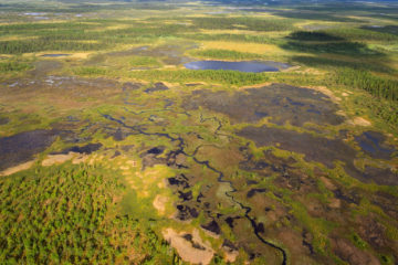 Natural peatlands provide a dense carbon store: 20% of all global soil carbon on just 3% of land surface - equivalent to 450 gigaton... (photo: intact peatland in Swedish Lapland).