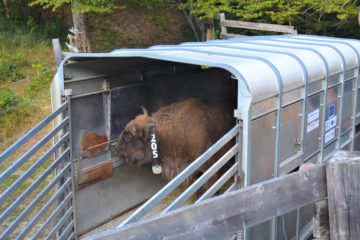 European bison fitted with GPS collar ready for release
