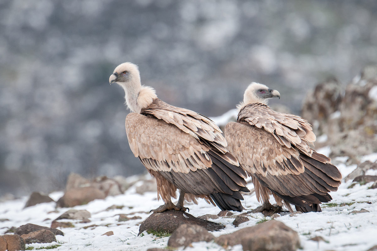 Griffon vultures in the Rhodope Mountains.
