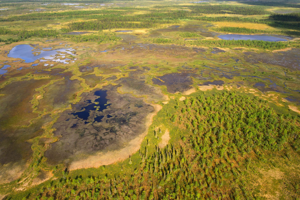 Peat bog lands and taiga boreal forest, Sjaunja Bird Protection Area, Laponia UNESCO World Heritage Site, Greater Laponia rewilding area, Lapland, Norrbotten, Sweden