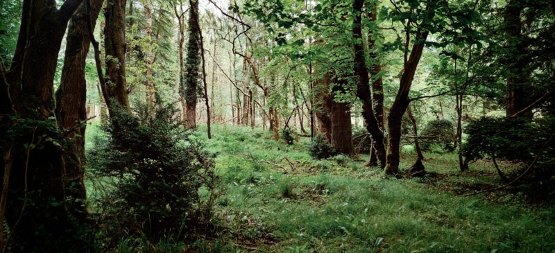 Forest on the Dunsany Estate