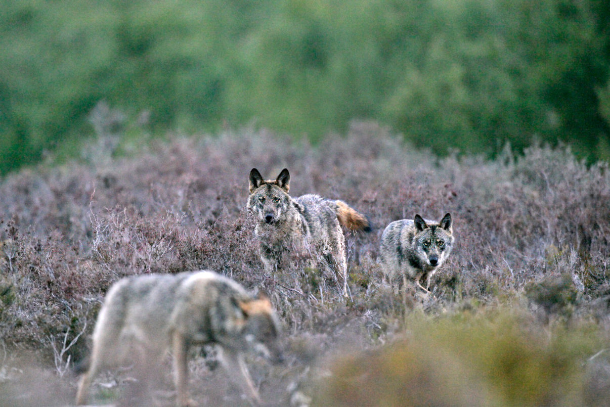 The Iberian wolf subpopulation south of the Douro river is fragmented and at risk of extinction.