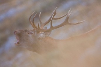 Red deer stag bellowing during the rut season