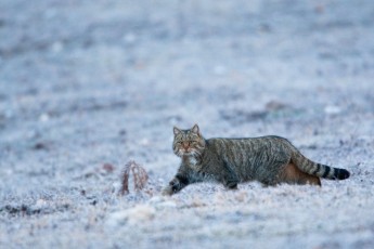Wildcat adult male crossing a frosty meadow
