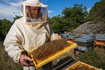Electric fence installation will benefit owners of small businesses (such as apiaries) and thereby promote human-bear coexistence. Image: Bruno D'Amicis / Rewilding Europe