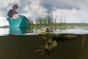 Pool frog (Pelophylax lessonae) is very similar in appearance to the closely related edible frog and marsh frog  these three species are often referred to as "green frogs"