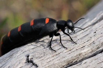 Red-striped oil beetle or "The Spanish Fly" in Dehesa forests