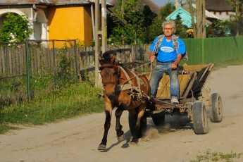 Horse transport in Sfinthu Gheorghe, Romania