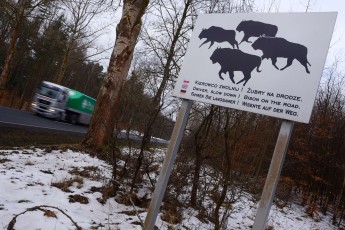 Road sign alerting drivers about the existence of European bison near the road