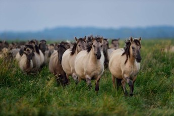 Wild konik horses in the Oder Delta reserve