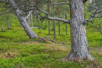 Impressive old-growth pine forest, Saltoluokta area, bordering to the Stora Sjöfallet National Park