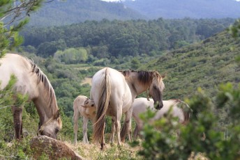 The reintroduction of Sorraia horses in Portugal's Sintra-Cascais Natural Park enhances natural grazing.