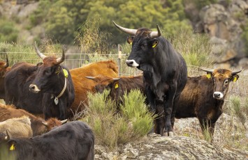 Released Tauros in the Greater Côa Valley.