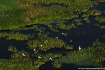 White pelicans, Pelecanus onocrotalus, Aerials over the Danube delta rewilding area, Romania
