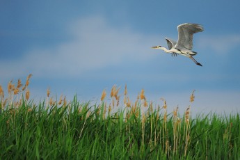 Grey heron, Ardea cinerea, Danube delta rewilding area, Romania