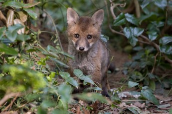 Red fox pup near den site