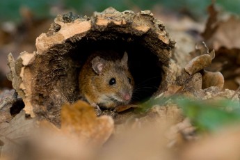 Wood mouse in hollow cork oak trunk