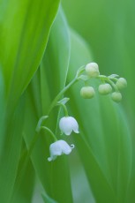 Lily of the valley. Rare cold ages relict in Central Apennines