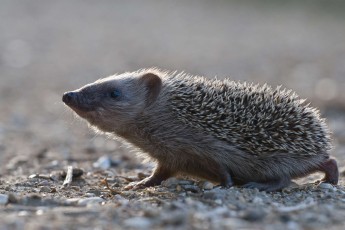 Young hedgehog in backlight