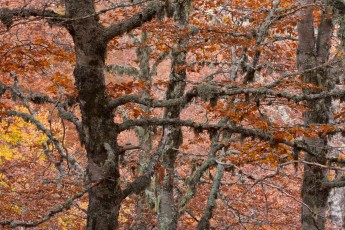 Details of hundreds-year-old beech forest in the Abruzzo National Park