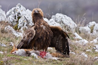 Golden eagle scavening on red fox carcass