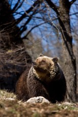 Adult female Marsican / Abruzzo brown bear, critically endangered subspecies