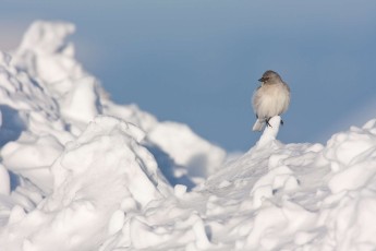 White-winged snowfinch on snow