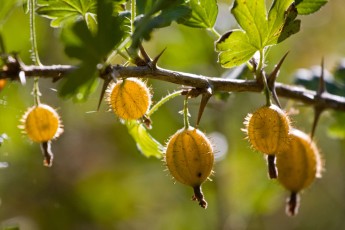 Gooseberry in backlight