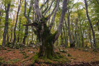 Large beech tree in the "Bosco di San Antonio" in the Majella National Park