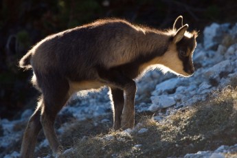 Apennine chamois kid/juvenile in autumn. Endemic to the Apennine mountains
