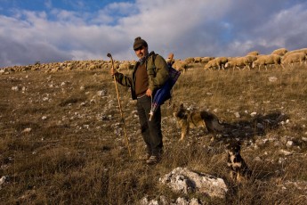 Abruzzo shepherd Ruggero Damiani guarding his flock of sheep together with two of his dogs in Gran Sasso National Park