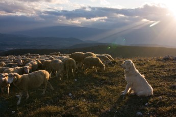 An Abruzzese mastiff, traditional breed of shepherd dogs, guarding a flock of sheep in Gran Sasso National Park