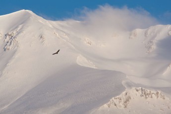 Griffon vulture soaring above snowy peak of Mount Velino