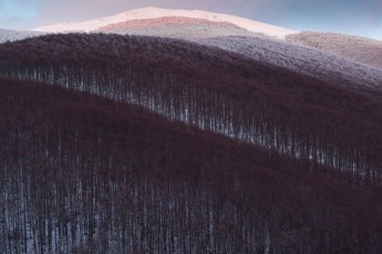 Coetaneous beech forest after snowfall