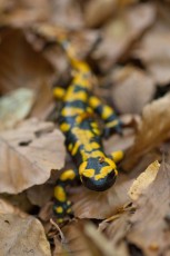 Apennine fire salamander on forest floor. Endemism of the Apennines