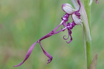 The lizard orchid, detail of the labellum