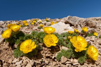 Apennine pheasant 's eye (Adonis distorta) on mountain summit, endemic and endangered species of the Apennines