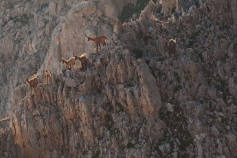 Apennine chamois females and kids/juveniles in summer at rest on rocky slope