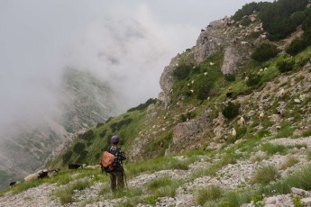 Abruzzo shepherd warding his flock of sheep and goats grazing on steep mountain slope in the Majella National Park