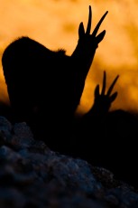 Apennine chamois adult males silhouette, endemic to the Apennine mountains