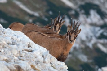 Apennine chamois adult males in early autumn