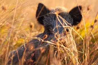 Wild boar portrait in tall grass on autumn morning