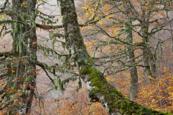 Autumn colors in an old beech forest in the Abruzzo National Park